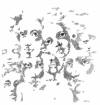 Faces